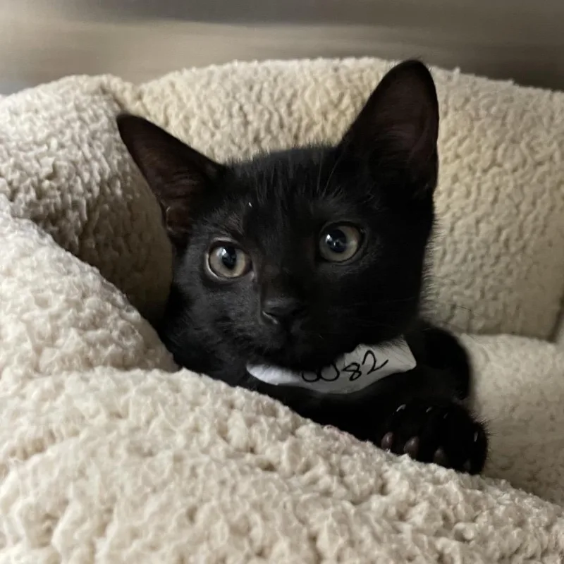A baby small-sized female Black Domestic Short Hair cat named Hand for adoption in Enfield, NH