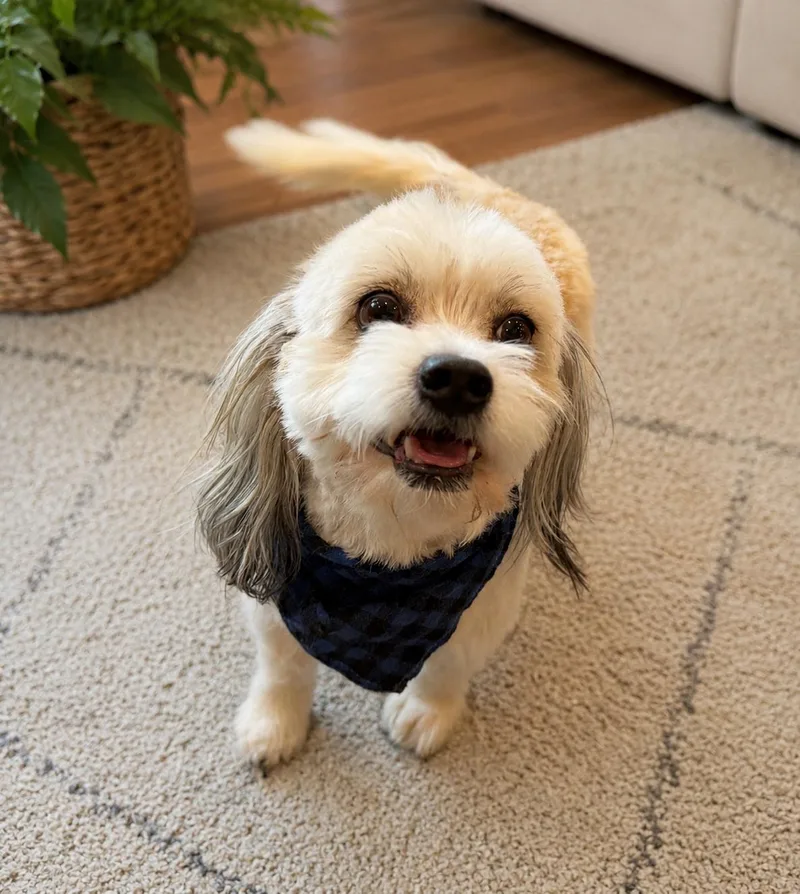 A young small-sized male White / Cream Lhasa Apso dog named Zander for adoption in Phoenix, AZ