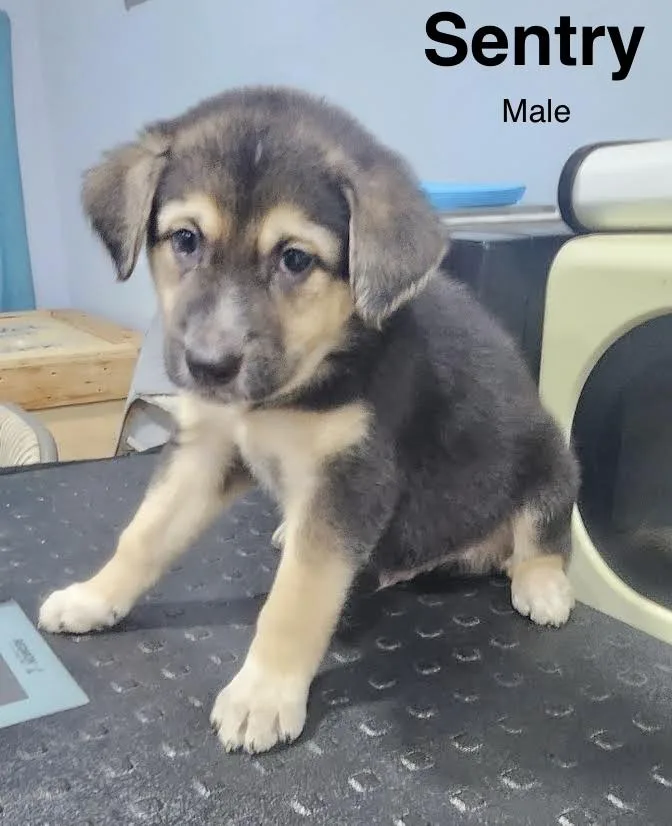 A baby medium-sized male Shepherd dog named Sentry for adoption in Manchester, CT