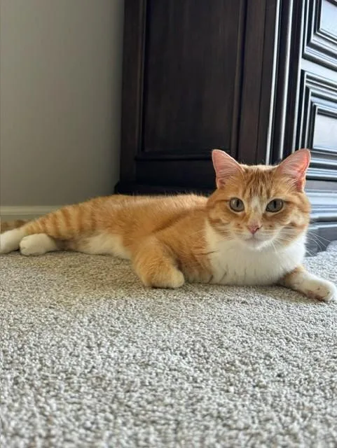 O'Malley