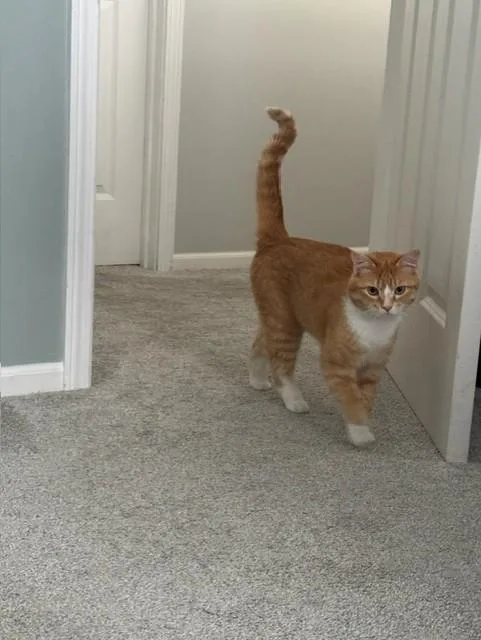 O'Malley thumbnail 4