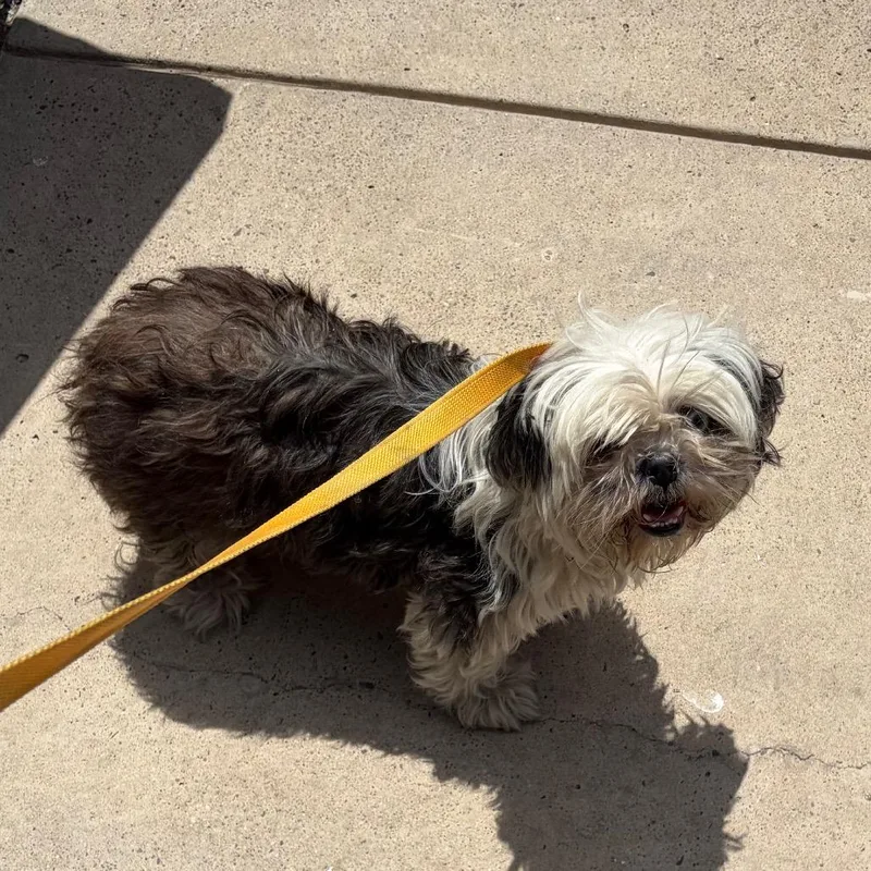 An adult small-sized female White / Cream Shih Tzu dog named Skylar for adoption in Edinburg, TX