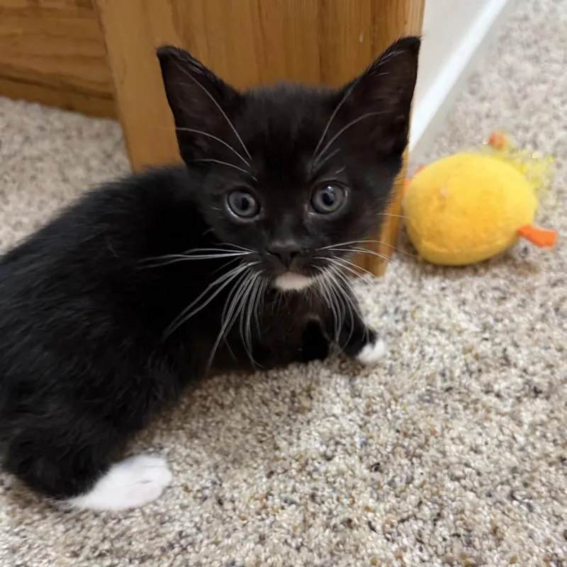 A baby small-sized female Black Domestic Short Hair cat named Guava for adoption in Washington, DC