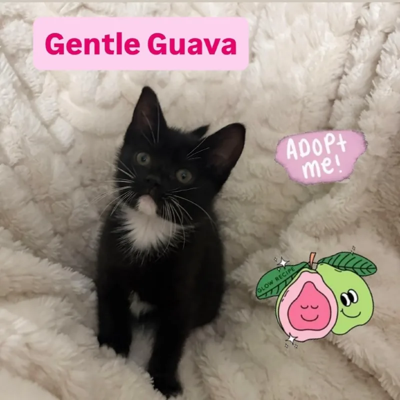 Guava thumbnail 2