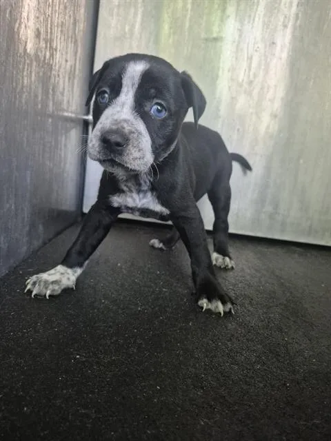 A baby small-sized male American Staffordshire Terrier dog named Ozzy for adoption in San Antonio, TX