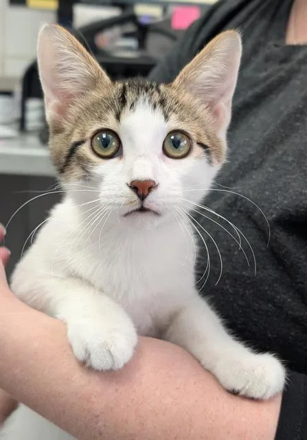 A baby small-sized male Domestic Short Hair cat named Shane for adoption in Canfield, OH