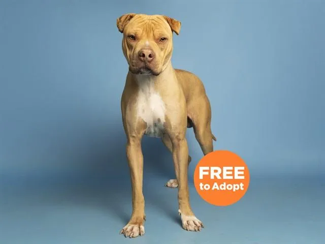 A young medium-sized male Shar-Pei dog named Waffle for adoption in Phoenix, AZ