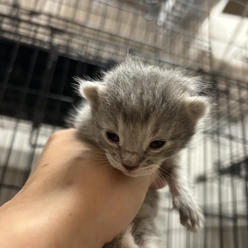 A baby small-sized female Tortoiseshell Domestic Short Hair cat named Dolly Purrton for adoption in Branson, MO