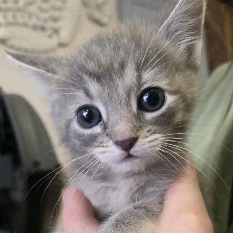 Dolly Purrton thumbnail 2