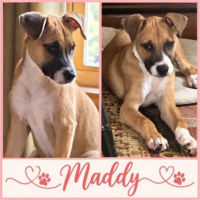 A baby medium-sized female Pit Bull Terrier dog named Maddy for adoption in Zimmerman, MN