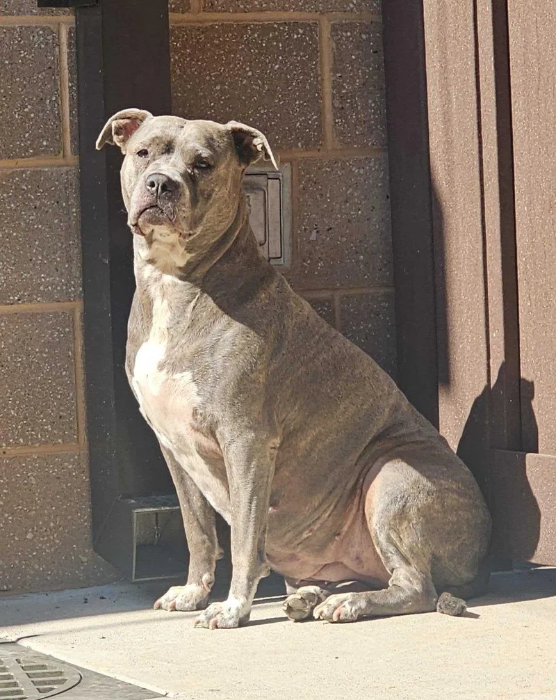 An adult extra large-sized female Gray / Blue / Silver Mixed Breed dog named Blueberry for adoption in Raleigh, NC