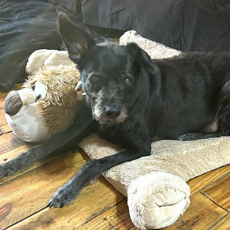 Chili Palmer thumbnail 2