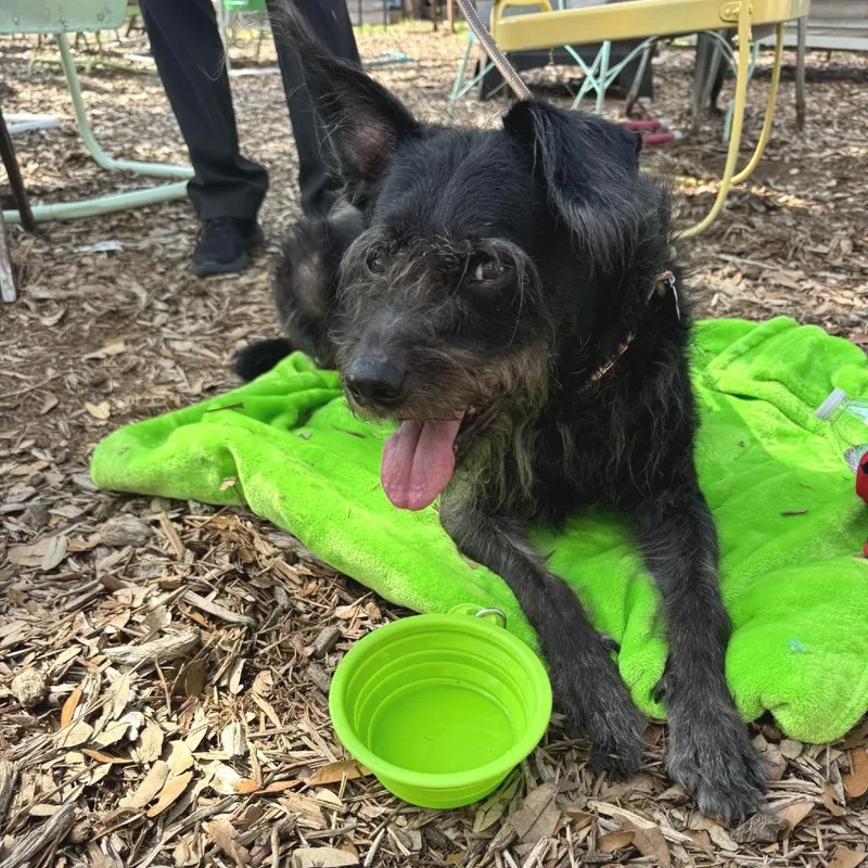 Chili Palmer thumbnail 4