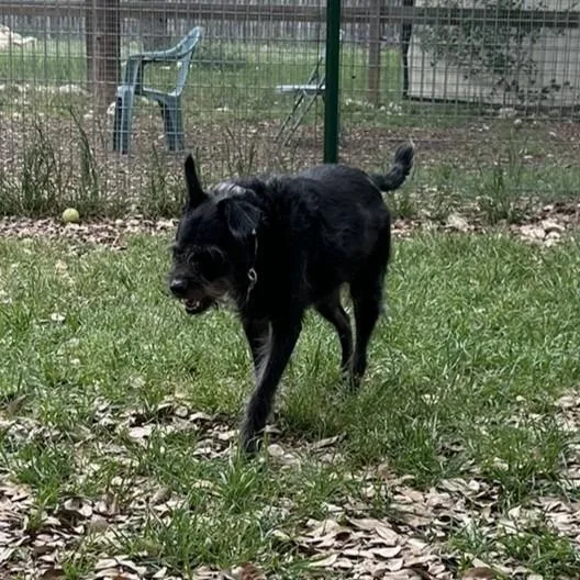 Chili Palmer thumbnail 5