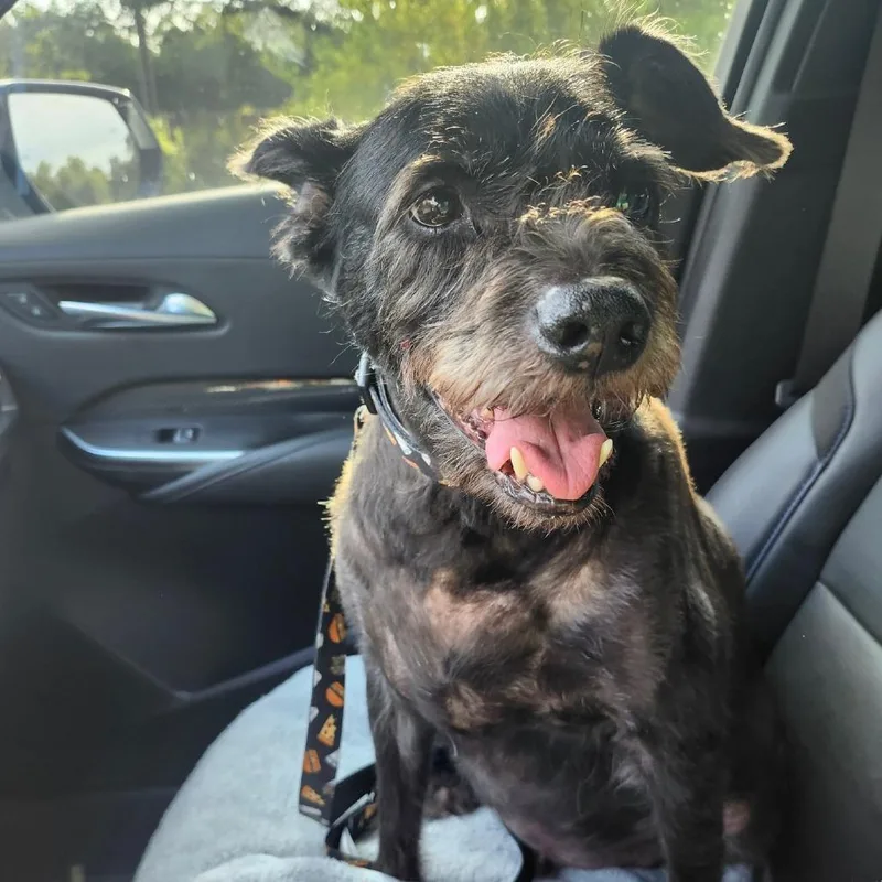 Chili Palmer thumbnail 6