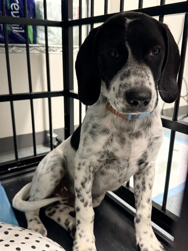 A baby medium-sized male Hound dog named Ozzy for adoption in Sapulpa, OK