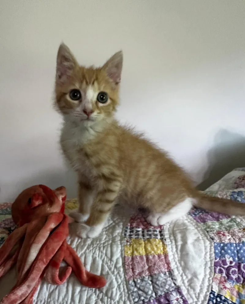 A baby medium-sized male Tabby (Orange / Red) Tabby cat named Legend for adoption in Georgetown, KY