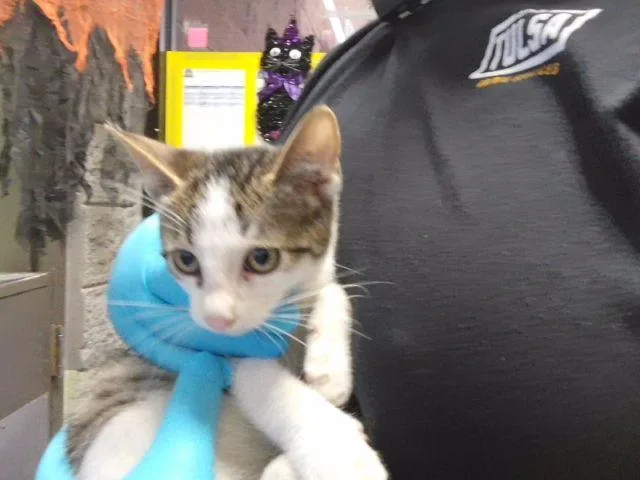 A baby small-sized male Domestic Short Hair cat named Dion for adoption in Tulsa, OK