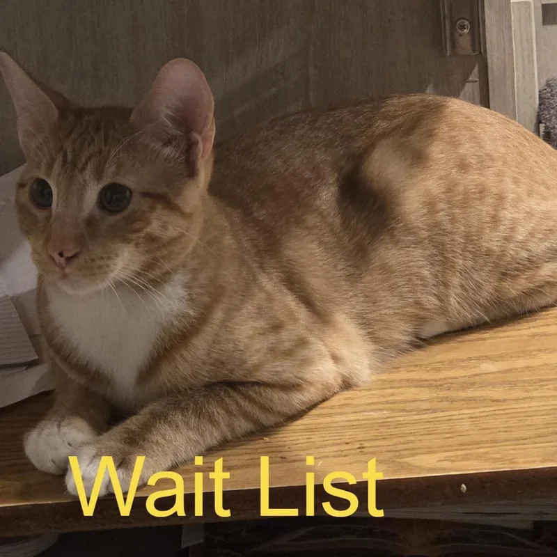 A young small-sized male Orange / Red Domestic Short Hair cat named Lucky cheeseballs for adoption in Livingston, TX