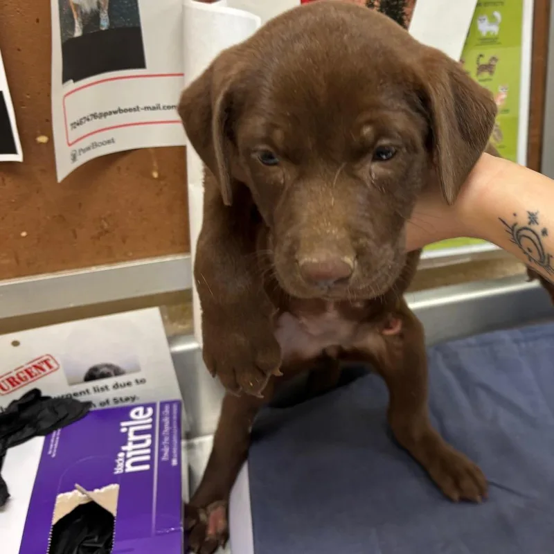 A baby small-sized female Brown / Chocolate Mixed Breed dog named Orion for adoption in Memphis, TN