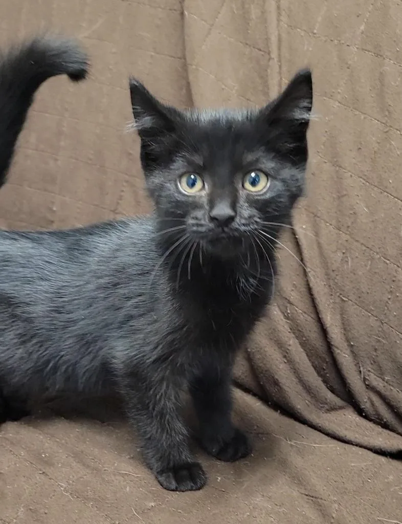 A baby medium-sized male Domestic Short Hair cat named Jet for adoption in Sandusky, OH