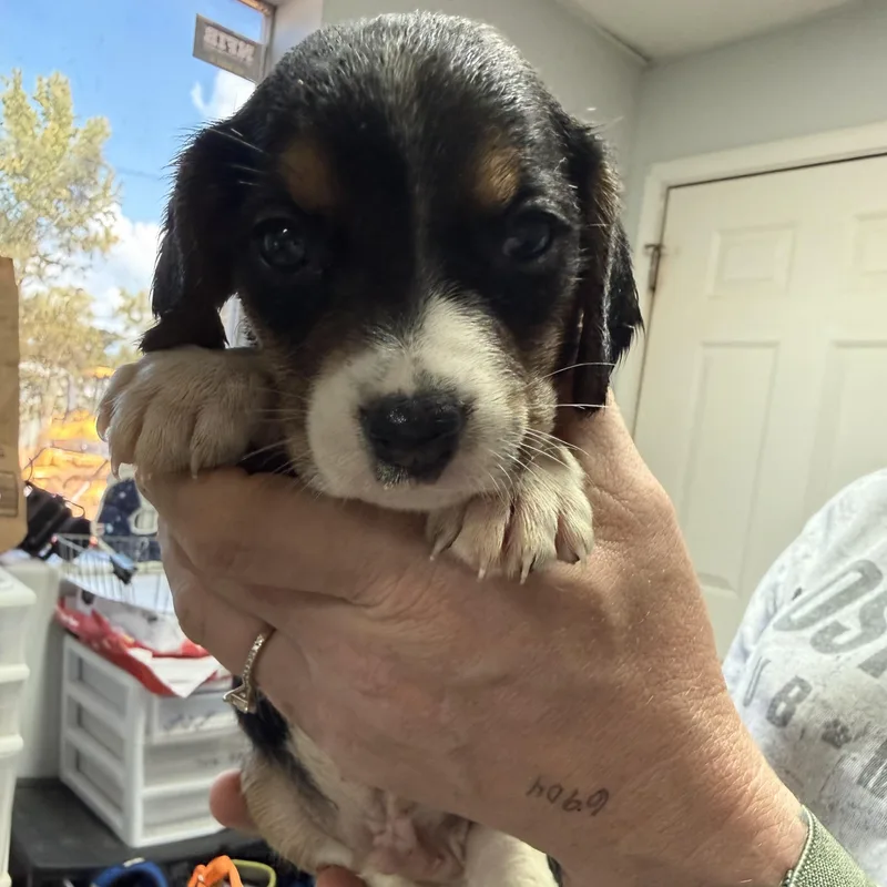 A baby medium-sized male Tricolor (Brown, Black, & White) Mixed Breed dog named Blueberry for adoption in Columbia, SC