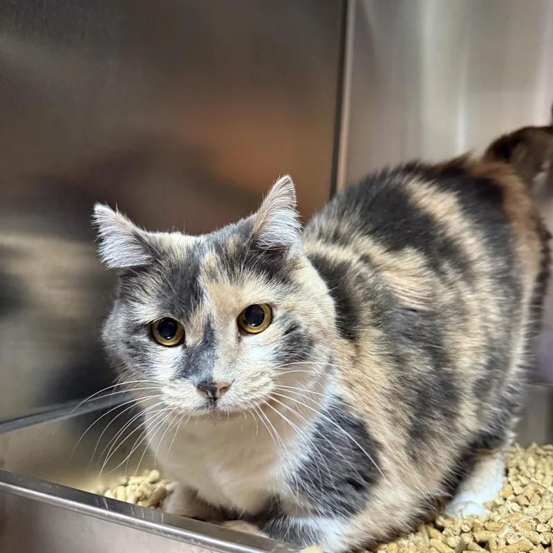 A senior medium-sized female Calico Domestic Short Hair cat named Brussels Sprout for adoption in Pensacola, FL