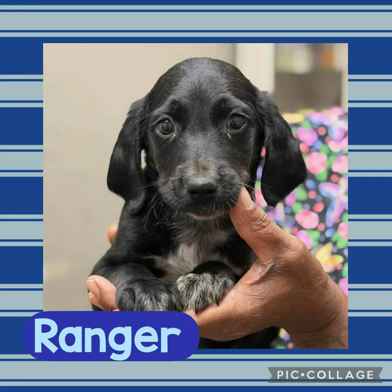 A baby small-sized male Black Dachshund dog named Ranger for adoption in Ringwood, NJ