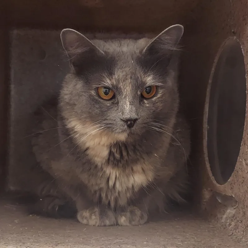A young medium-sized female Gray / Blue / Silver Domestic Medium Hair cat named Mochi for adoption in Reno, NV