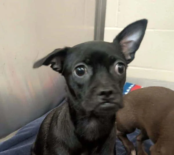 A baby small-sized female Chihuahua dog named Winterfresh for adoption in El Cajon, CA