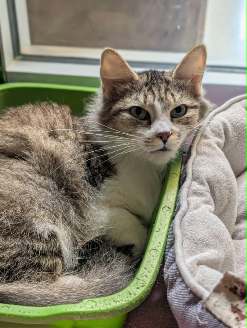 An adult medium-sized female Tabby (Brown / Chocolate) Domestic Medium Hair cat named Raspberry for adoption in Chambersburg, PA