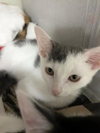 A baby small-sized male Domestic Short Hair cat named Cap for adoption in Divide, CO