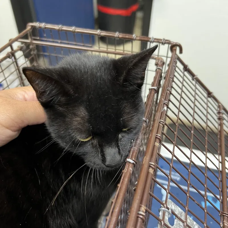 A young medium-sized female Black Domestic Short Hair cat named Ethel Grace Clawton for adoption in Galveston, TX