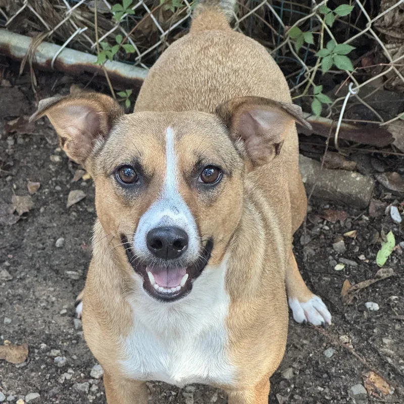 An adult small-sized female Yellow / Tan / Blond / Fawn Carolina Dog dog named Lily for adoption in Mobile, AL