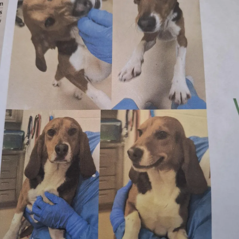A young small-sized male Beagle dog named Wilbur for adoption in Grayslake, IL