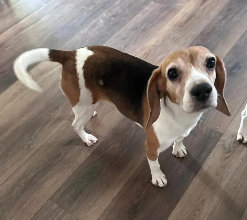 An adult medium-sized female Beagle dog named Salley for adoption in Kettering, OH