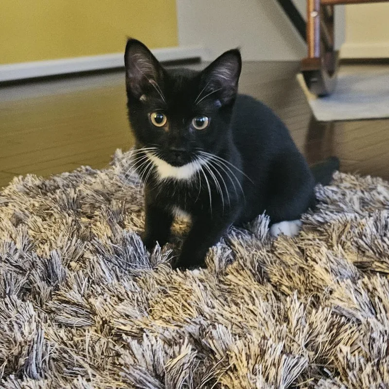 An adult small-sized female Black Domestic Short Hair cat named Tacoma Franklin for adoption in Merrifield, VA