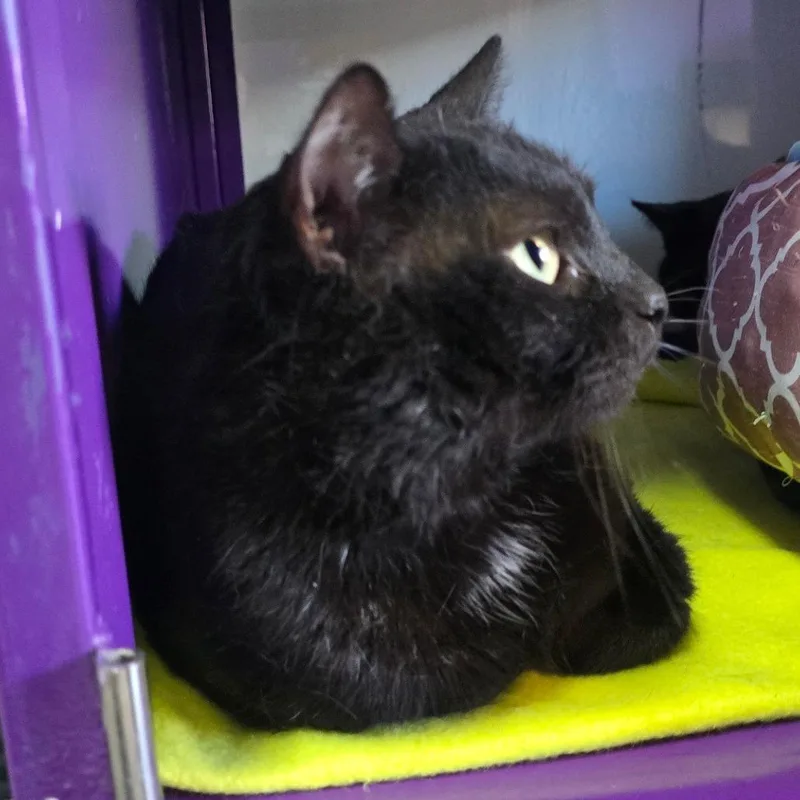 Licorice Houston thumbnail 2