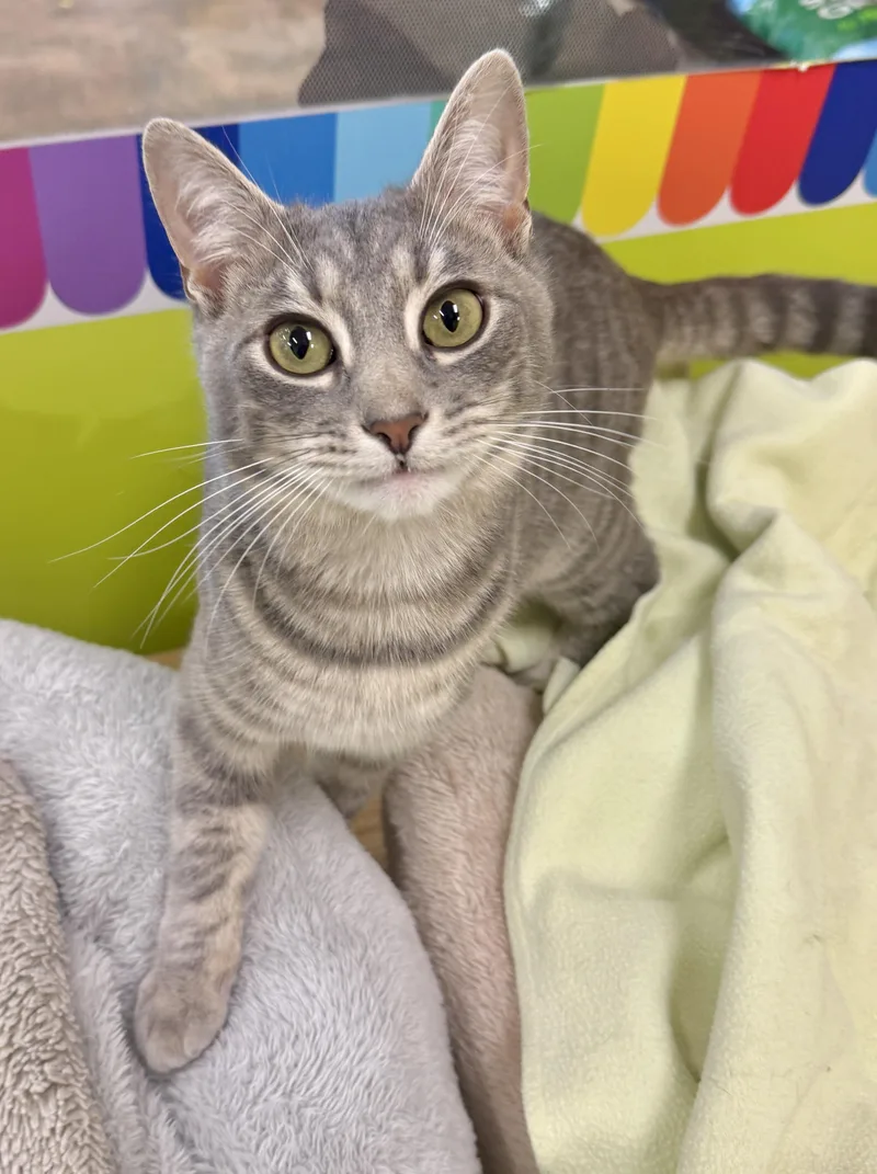 A young medium-sized male Gray / Blue / Silver Domestic Short Hair cat named Parker for adoption in Houston, TX