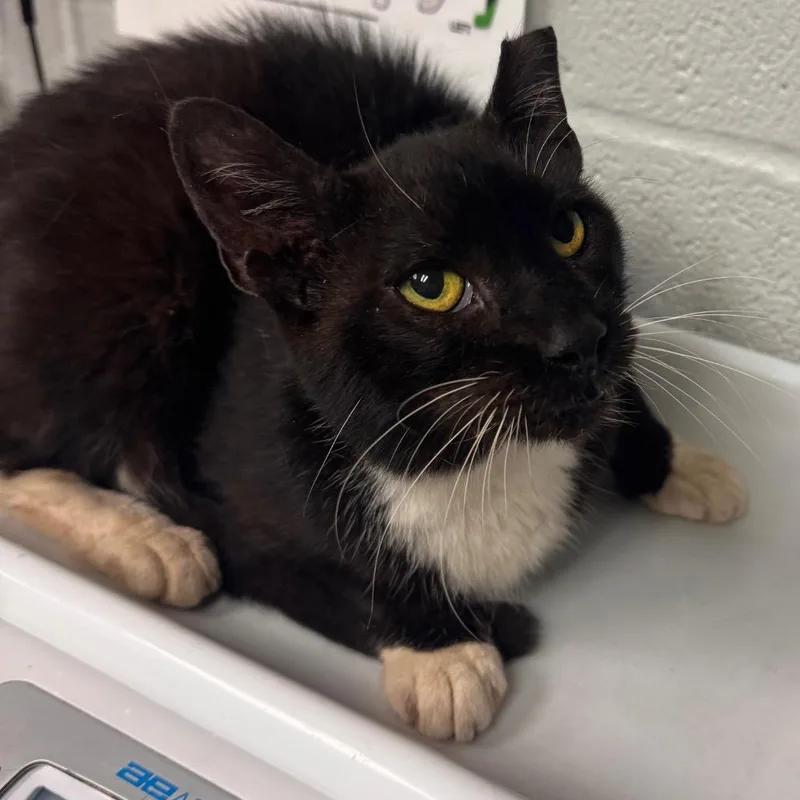 A senior medium-sized female Black Domestic Short Hair cat named Tia WORKING CAT for adoption in Birdsboro, PA