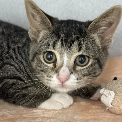 A young medium-sized female Tabby (Brown / Chocolate) Domestic Short Hair cat named Jojo for adoption in Lansing, MI
