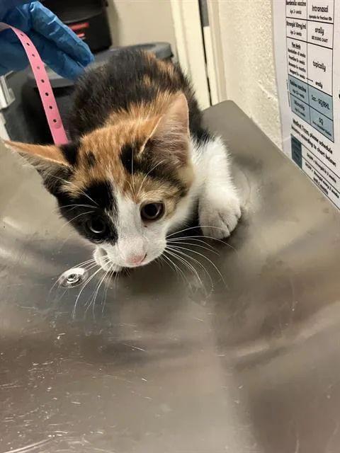 A baby small-sized female Domestic Short Hair cat named Miel for adoption in Long Beach, CA