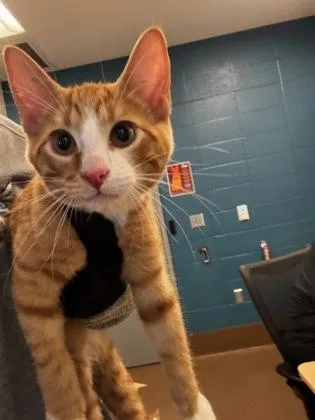 Garfield