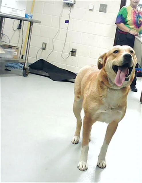 A young large-sized female Labrador Retriever dog named Natalia for adoption in Fayetteville, NC