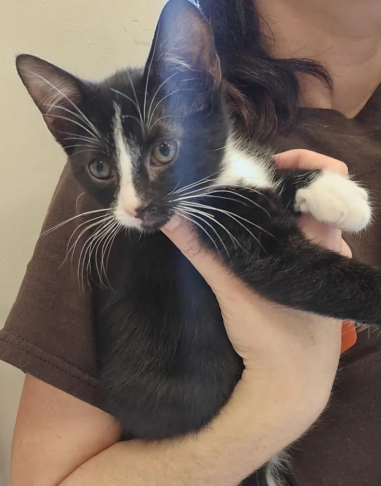 A baby small-sized male Domestic Short Hair cat named Small Fry for adoption in Dickson, TN