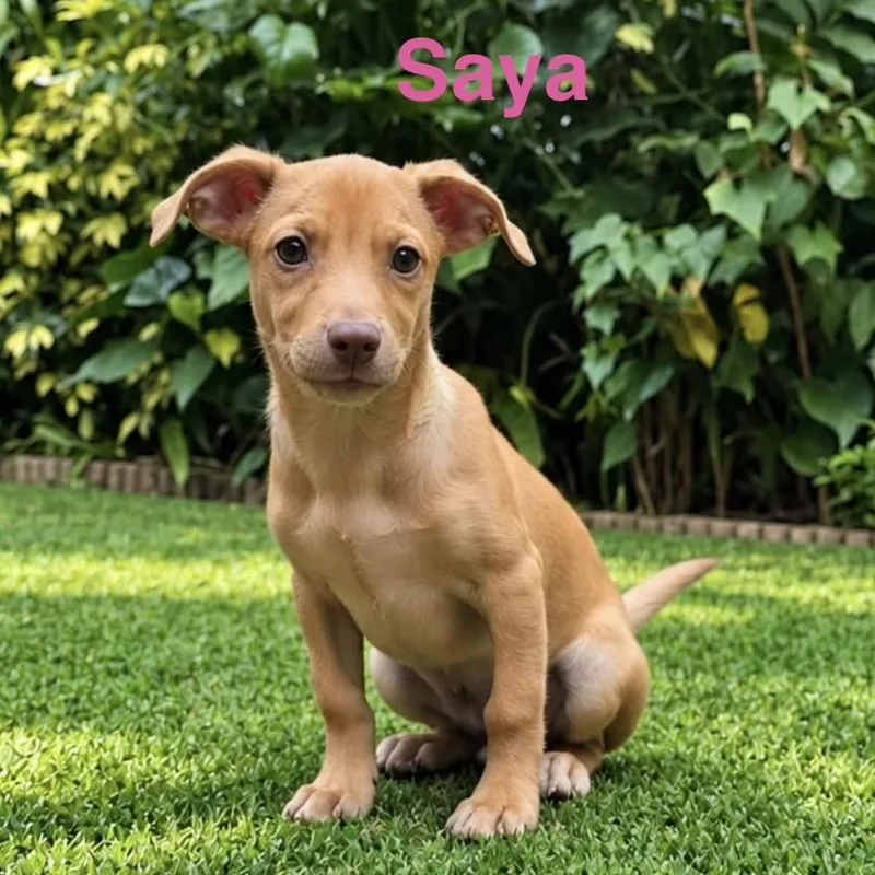 A baby small-sized female Apricot / Beige Chihuahua dog named Saya for adoption in Albany, NY