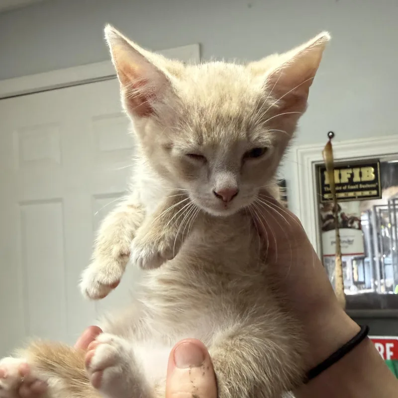 A baby medium-sized male Domestic Short Hair cat named Bosco for adoption in Columbia, SC