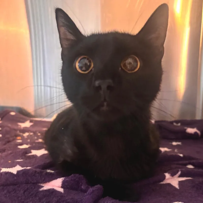 A young medium-sized male Black Domestic Short Hair cat named Alex for adoption in Belleville, IL