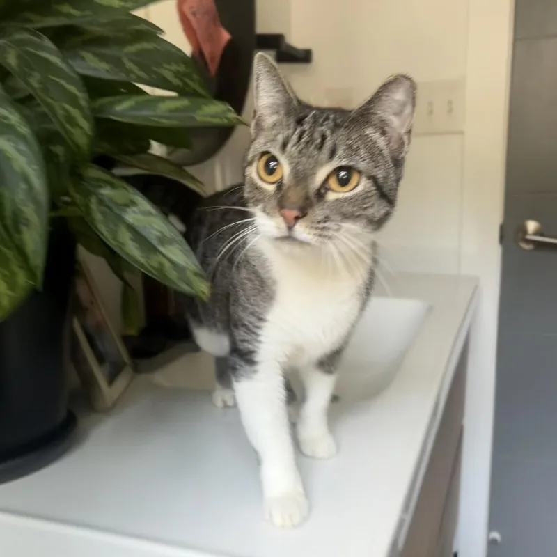 A young medium-sized female Brown / Chocolate Domestic Short Hair cat named Chickadee for adoption in Charlotte, NC