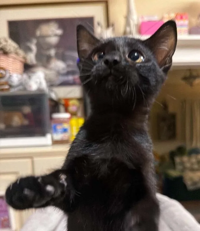 A baby medium-sized female Black Bombay cat named Little Dove for adoption in Waxahachie, TX